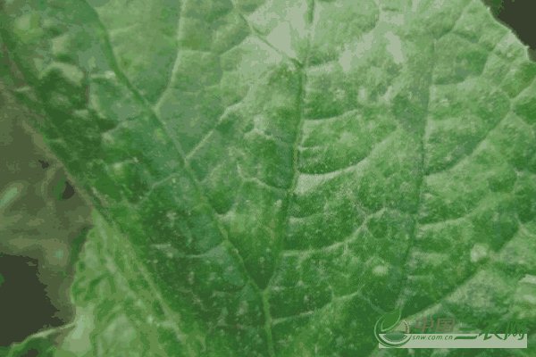 防治菠菜霜霉病的方法有哪些(防治菠菜霜霉病的方法是什么)